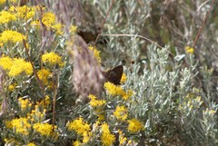 Cercyonis oetus