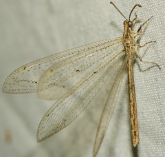 Neuroleon arenarius