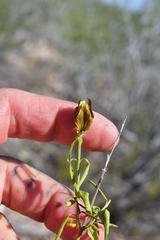Yeatesia platystegia