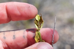 Yeatesia platystegia