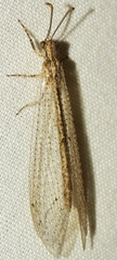 Neuroleon arenarius