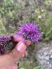 Centaurea scabiosa integra