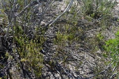 Yeatesia platystegia