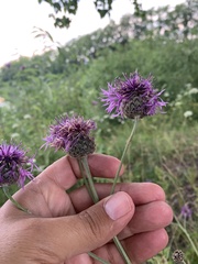 Centaurea scabiosa integra