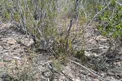Yeatesia platystegia