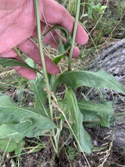 Centaurea scabiosa integra