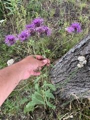Centaurea scabiosa integra