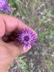 Centaurea scabiosa integra