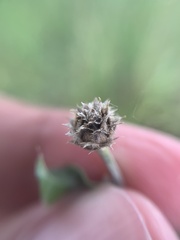 Centaurea scabiosa integra