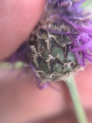 Centaurea scabiosa integra