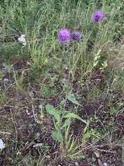 Centaurea scabiosa integra