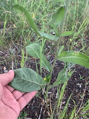 Centaurea scabiosa integra