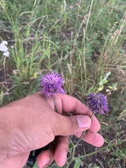 Centaurea scabiosa integra