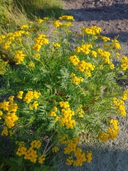 Tanacetum vulgare