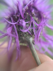 Centaurea scabiosa integra