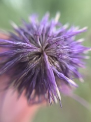 Centaurea scabiosa integra