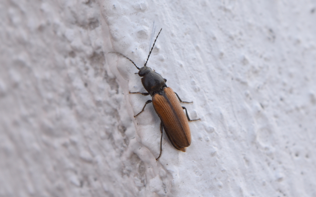 Aptopus lateralis