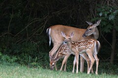 Odocoileus virginianus
