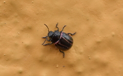 Calligrapha aeneovittata