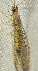 Pseudomallada venosus