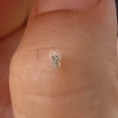 Corythucha ciliata