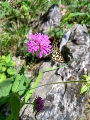 Heteropterus morpheus