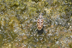 Ellipsoptera macra