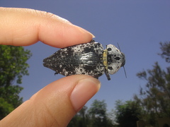 Capnodis miliaris