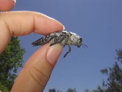 Capnodis miliaris