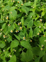 Galinsoga quadriradiata