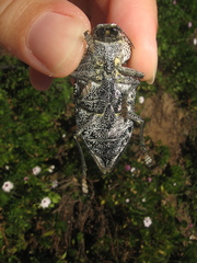 Capnodis miliaris