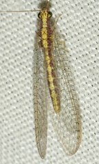 Pseudomallada genei