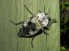 Capnodis miliaris