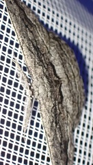 Scioglyptis canescaria