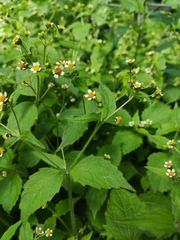 Galinsoga quadriradiata