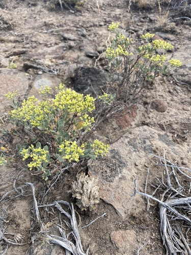 slender buckwheat (Eriogonum microthecum)