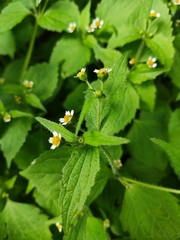 Galinsoga quadriradiata
