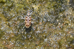 Ellipsoptera macra