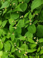 Galinsoga quadriradiata
