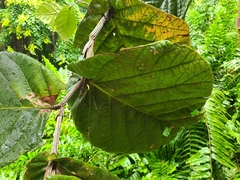 Coccoloba rugosa