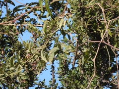 Smilax campestris