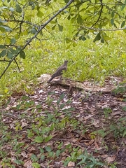 Streptopelia orientalis