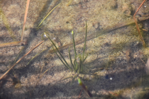 Lake quillwort (Isoetes lacustris)