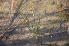 Isoetes lacustris