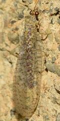 Pseudomallada venosus