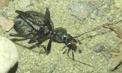 Cychrus
