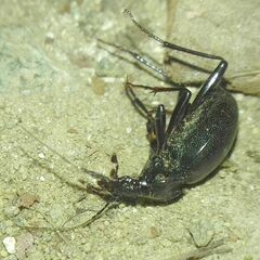 Cychrus