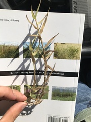 Urochloa ciliatissima