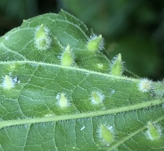 Celticecis acuminata