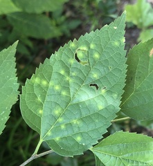 Celticecis acuminata